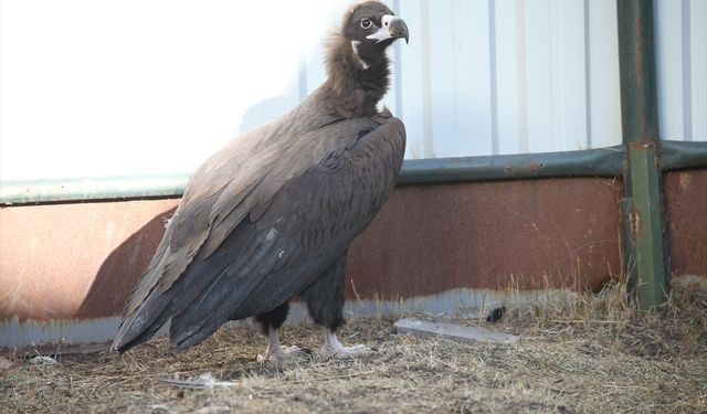 Kars'taki merkezde 10 yılda 4 bin 500 yaban hayvanı tedavi edildi