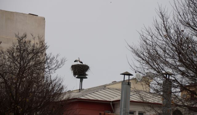 Küresel ısınma Iğdır'daki leyleklerin göç alışkanlığını değiştirdi