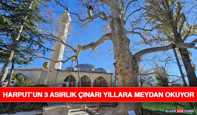 Harput’un 3 Asırlık Çınarı Yıllara Meydan Okuyor