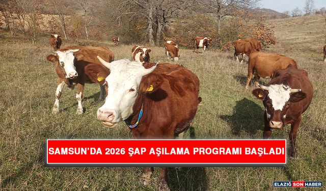 Samsun’da 2026 Şap Aşılama Programı Başladı