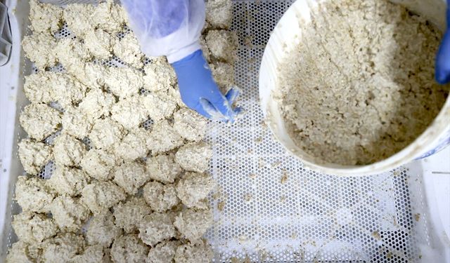 Osmanlı dönemi usulüyle yapılan tescilli Malatya tarhanası ihracata hazırlanıyor