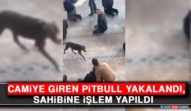Camiye Giren Pitbull Yakalandı, Sahibine İşlem Yapıldı