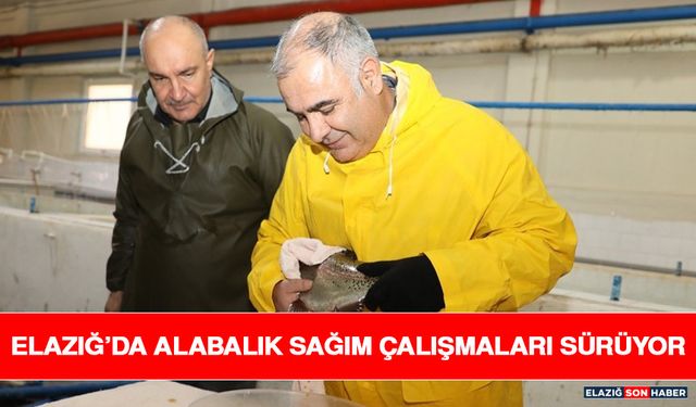 Elazığ’da Alabalık Sağım Çalışmaları Sürüyor