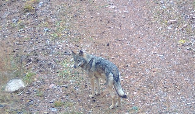 Sarıkamış ormanlarındaki yaban hayatı 19 yıldır yakın takipte