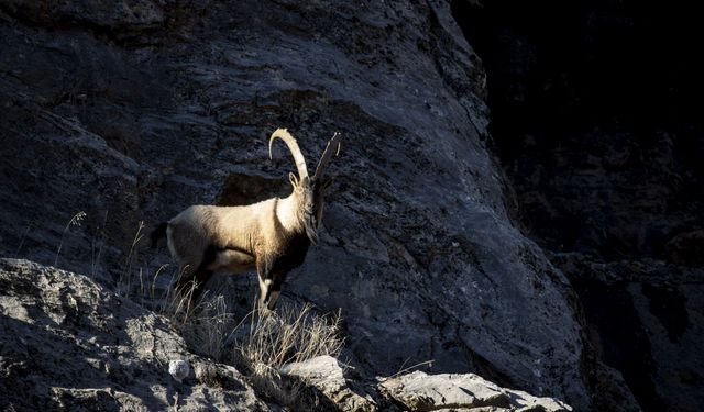 Tunceli'de yaban keçileri Munzur Vadisi'ne indi