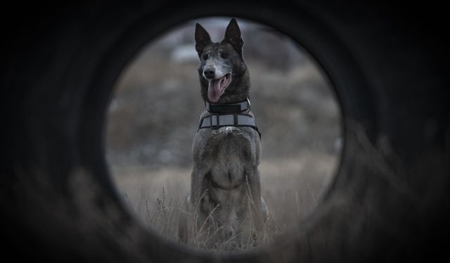 Türkiye'nin sayılı kadavra köpeklerinden Melo depremden cinayete ekiplerin iz sürücüsü