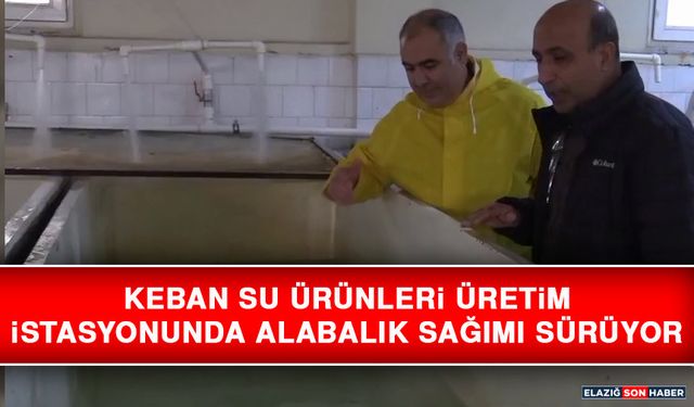 Keban Su Ürünleri Üretim İstasyonunda Alabalık Sağımı Sürüyor