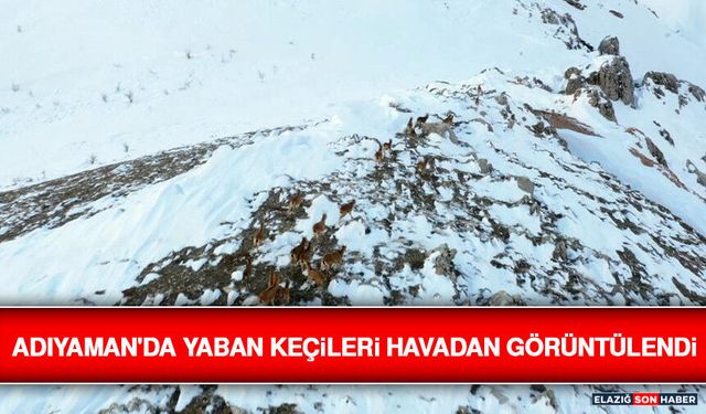Adıyaman'da Yaban Keçileri Havadan Görüntülendi