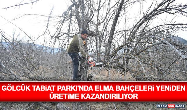 Gölcük Tabiat Parkı'nda Elma Bahçeleri Yeniden Üretime Kazandırılıyor
