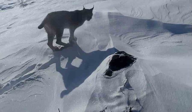 Karlıova'da nesli tükenme tehlikesi altındaki vaşak görüntülendi