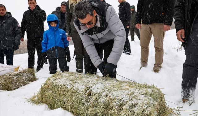 Tunceli'de yaban keçileri için doğaya yem bırakıldı