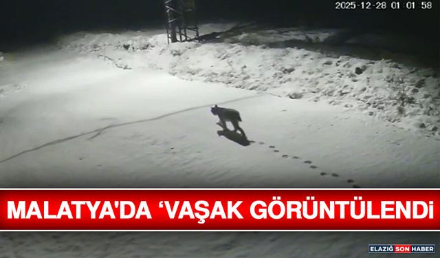 Malatya'da ‘Vaşak Görüntülendi