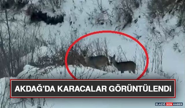 Akdağ'da Karacalar Görüntülendi