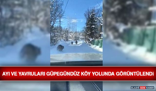 Ayı ve Yavruları Güpegündüz Köy Yolunda Görüntülendi