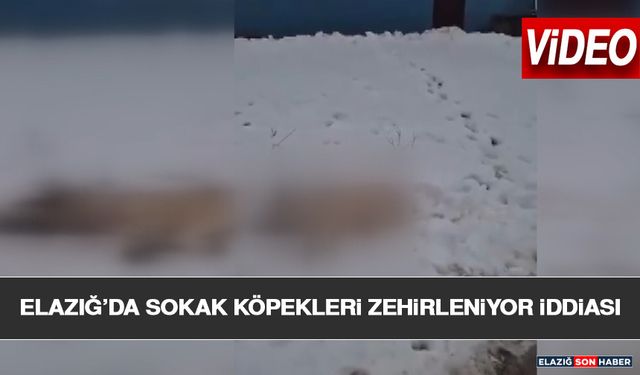 Elazığ'da Sokak Köpekleri Zehirleniyor İddiası