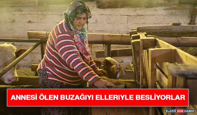 Annesi Ölen Buzağıyı Elleriyle Besliyorlar