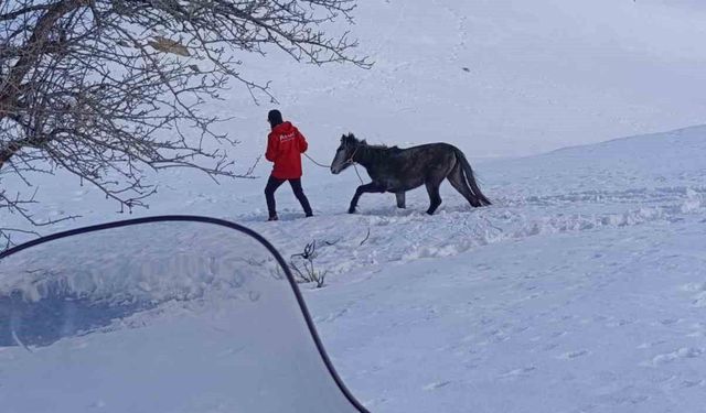 Kurtların saldırısına uğrayan ve dağda mahsur kalan at kurtarıldı