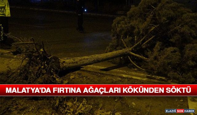 Komşu Şehirde Fırtına Ağaçları Kökünden Söktü