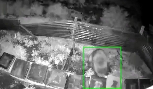 Kış uykusundan kalkan ayı, kovanlara saldırdı