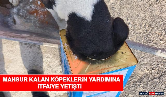 Mahsur Kalan Köpeklerin Yardımına İtfaiye Yetişti