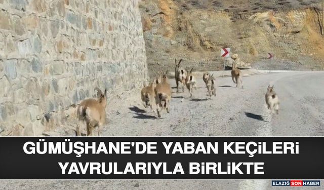 Gümüşhane'de Yaban Keçileri Yavrularıyla Birlikte Görüntülendi