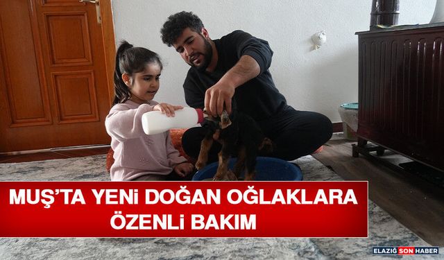 Muş’ta Yeni Doğan Oğlaklara Özenli Bakım