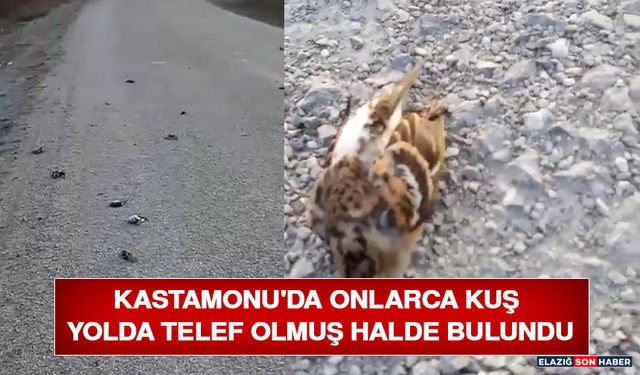 Kastamonu'da Onlarca Kuş Yolda Telef Olmuş Halde Bulundu