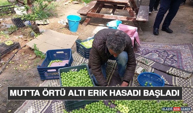Mut'ta Örtü Altı Erik Hasadı Başladı