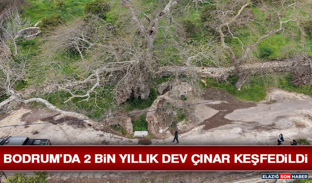 Bodrum’da 2 Bin Yıllık Dev Çınar Keşfedildi