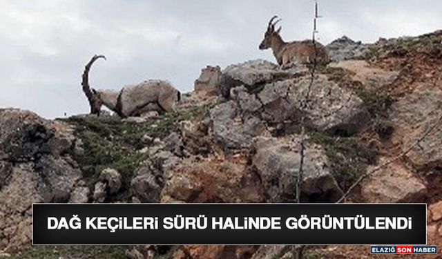 Dağ Keçileri Sürü Halinde Görüntülendi