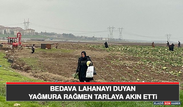 Bedava Lahanayı Duyan Yağmura Rağmen Tarlaya Akın Etti