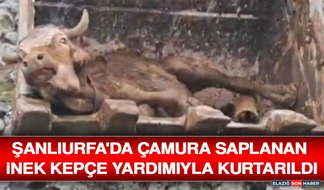Şanlıurfa'da Çamura Saplanan İnek Kepçe Yardımıyla Kurtarıldı