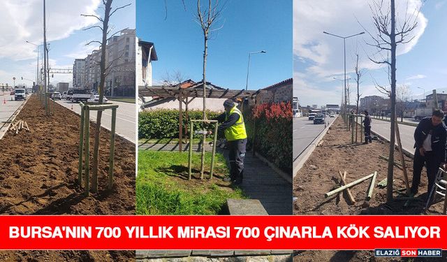 Bursa'nın 700 Yıllık Mirası 700 Çınarla Kök Salıyor