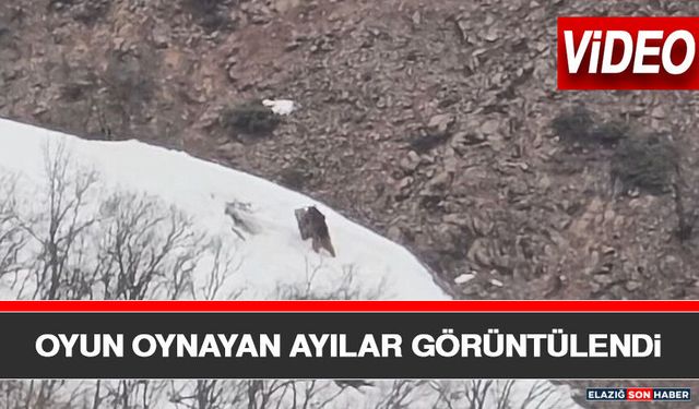 Oyun Oynayan Ayılar Görüntülendi
