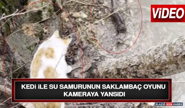 Kedi İle Su Samurunun Saklambaç Oyunu Kameraya Yansıdı