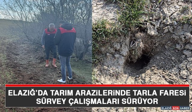 Elazığ’da Tarım Arazilerinde Tarla Faresi Sürvey Çalışmaları Sürüyor