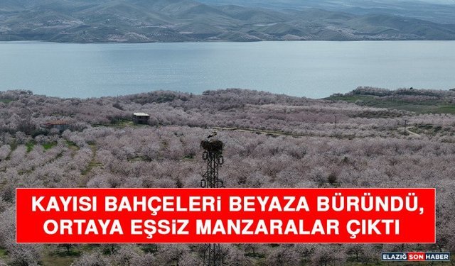 Kayısı Bahçeleri Beyaza Büründü, Ortaya Eşsiz Manzaralar Çıktı