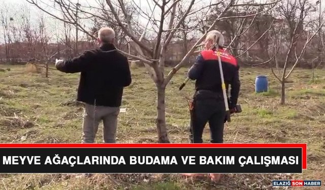Meyve Ağaçlarında Budama ve Bakım Çalışması