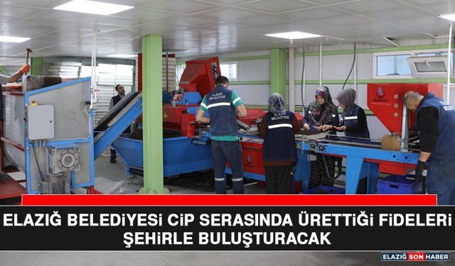Elazığ Belediyesi Cip Serasında Ürettiği Fideleri Şehirle Buluşturacak