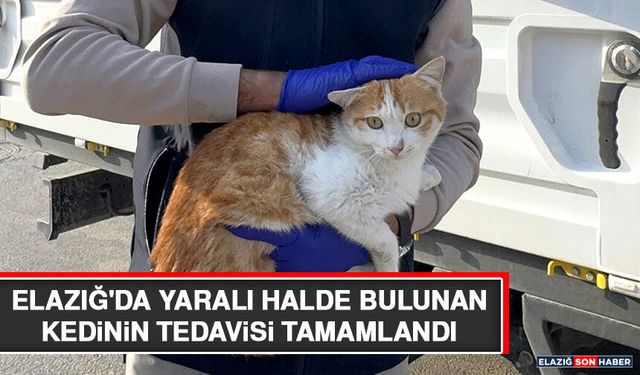 Elazığ'da Yaralı Halde Bulunan Kedinin Tedavisi Tamamlandı