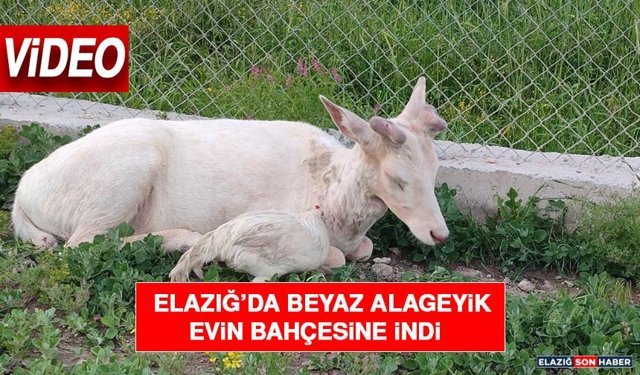 Elazığ’da Beyaz Alageyik Evin Bahçesine İndi