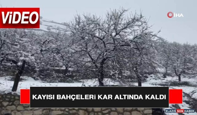 Kayısı Bahçeleri Kar Altında Kaldı