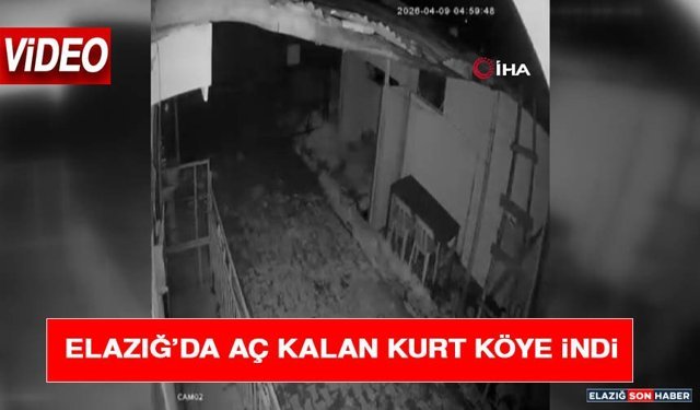 Elazığ’da Aç Kalan Kurt Köye İndi