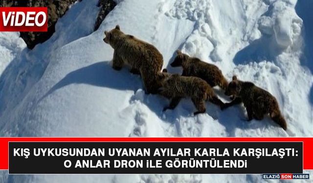 Kış Uykusundan Uyanan Ayılar Karla Karşılaştı: O Anlar Dron İle Görüntülendi