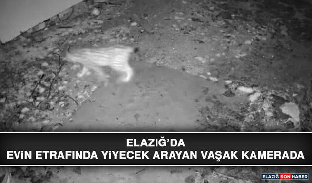 Elazığ’da Evin Etrafında Yiyecek Arayan Vaşak Kamerada