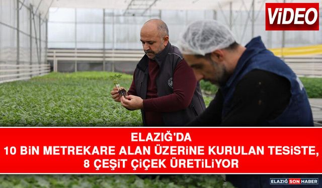Elazığ'da 10 Bin Metrekare Alan Üzerine Kurulan Tesiste, 8 Çeşit Çiçek Üretiliyor
