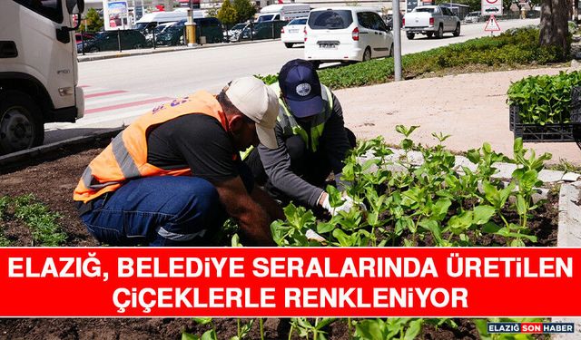 Elazığ, Belediye Seralarında Üretilen Çiçeklerle Renkleniyor.