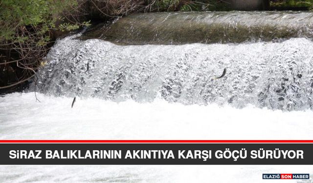 Siraz Balıklarının Akıntıya Karşı Göçü Sürüyor