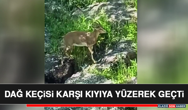 Dağ Keçisi Karşı Kıyıya Yüzerek Geçti