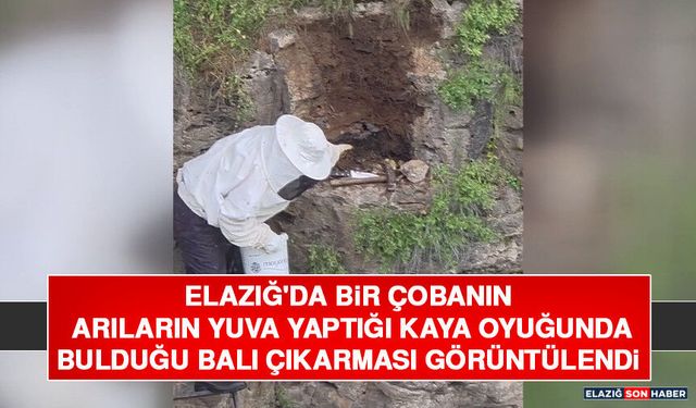 Elazığ'da Bir Çobanın Arıların Yuva Yaptığı Kaya Oyuğunda Bulduğu Balı Çıkarması Görüntülendi